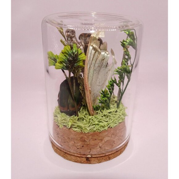 Cicada June Bug Snail Shell Luna Moth Wing Dried Flowers Oddity Jar taxidermy - Picture 10 of 14